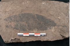 Foto (Detailansicht) von Laurus lalages Unger (NHMW-GEO-2024-0188-7993)